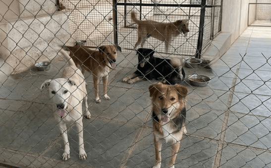 Rescued dogs at the shelter