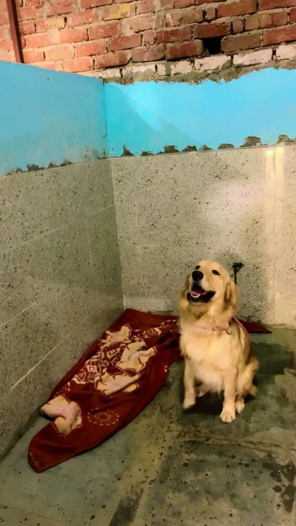 Moti - the dog who started it all