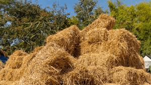 One-Day Fodder for 1 Gaumata