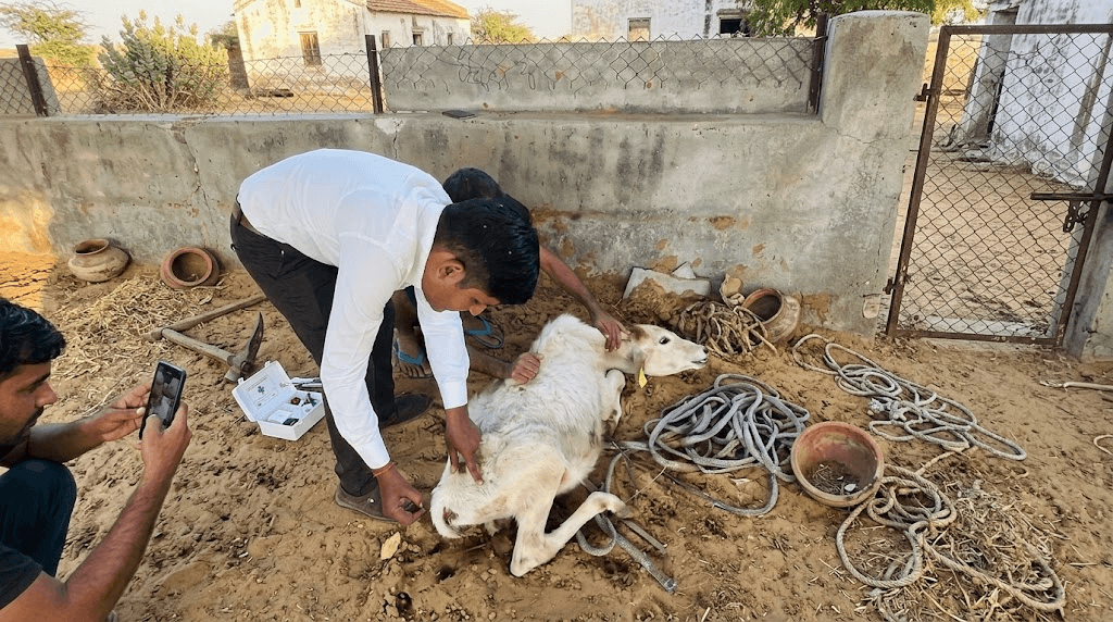 Aushadhi Seva with Urgent Medicines for Rescued & Injured Gaumata